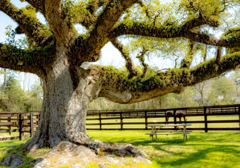 Why Canterbury Stables - mature live oak tree shading green horse pasture with fencing in the background
